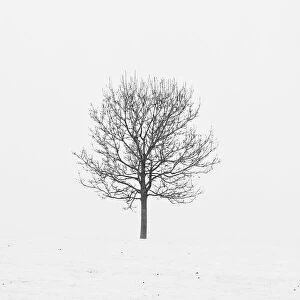 Simplicity in Focus: A Minimal Art Photography Collection: Lonely tree in snow