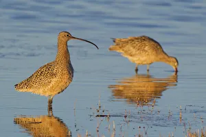 Long-billed Curlew (Numenius americanus) pair wading in water, Oregon, USA Long-billed Curlew (Numenius americanus) pair wading in water, Oregon, USA
