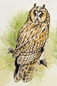 Long-eared Owl (Asio otus), perching on a branch, looking over shoulder Long-eared Owl (Asio otus), perching on a branch, looking over shoulder