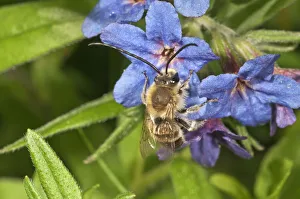Long-horned bee -Eucera tuberculata-, male searching for nectar, Untergroeningen, Baden-Wuerttemberg, Germany, Europe Long-horned bee -Eucera tuberculata-, male searching for nectar, Untergroeningen, Baden-Wuerttemberg, Germany, Europe