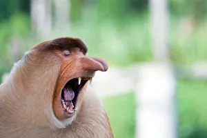 Long nose monkey yawning, Sabah, Borneo, Malaysia Long nose monkey yawning, Sabah, Borneo, Malaysia