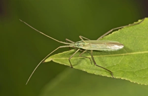 Long Thin Plant Bug -Megaloceroea recticornis- sitting on a leaf, Untergroningen, Abtsgmuend, Baden-Wurttemberg Long Thin Plant Bug -Megaloceroea recticornis- sitting on a leaf, Untergroningen, Abtsgmuend, Baden-Wurttemberg