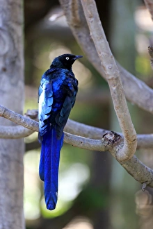 Long-tailed Glossy Starling -Lamprotornis caudatus-, adult on tree, captive Long-tailed Glossy Starling -Lamprotornis caudatus-, adult on tree, captive