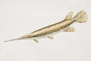 Longnose Gar (Lepisosteus osseus), long fish with a long horn like mouth Longnose Gar (Lepisosteus osseus), long fish with a long horn like mouth