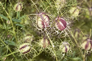 Love-in-a-mist or Ragged Lady -Nigella damascena-, seed pods Love-in-a-mist or Ragged Lady -Nigella damascena-, seed pods