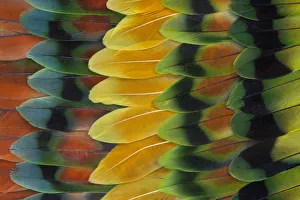 Lovebird tail feathers in design and color Lovebird tail feathers in design and color