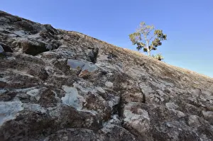 Eucalyptus Tree Landscape Prints: Low angle view of Eucalyptus Tree with textured rock in foreground