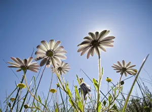 A Low Angle of Wild Daisies with the Sun in the Background A Low Angle of Wild Daisies with the Sun in the Background