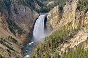 Lower Falls, view from Lookout Point, Grand Canyon of the Yellowstone River, North Rim, Yellowstone National Park Lower Falls, view from Lookout Point, Grand Canyon of the Yellowstone River, North Rim, Yellowstone National Park
