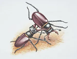 Lucanus cervus, two male Stag Beetles fighting Lucanus cervus, two male Stag Beetles fighting