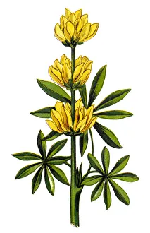 Lupinus luteus is known as annual yellow-lupin, European yellow lupin or yellow lupin Lupinus luteus is known as annual yellow-lupin, European yellow lupin or yellow lupin