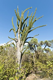 Madagascan Ocotillo or Alluaudia -Alluaudia procera-, Didiereaceae Madagascan Ocotillo or Alluaudia -Alluaudia procera-, Didiereaceae