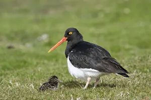 Magellanic Oystercatcher (Haematopus leucopodus) Magellanic Oystercatcher (Haematopus leucopodus)