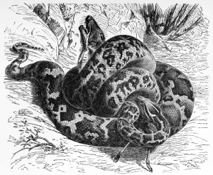 Prints of Illustration of a Python molurus (Yellow burmese python) Indian Python Prints: Fine Art Print of Python molurus (Yellow Burmese Python)