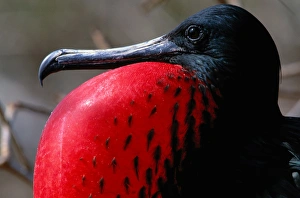 Magnificent frigate (Fregata magnificens) Ecuador Magnificent frigate (Fregata magnificens) Ecuador
