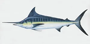 Makaira nigricans, blue marlin, side view Makaira nigricans, blue marlin, side view
