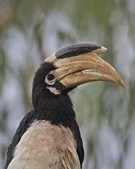 Malabar Pied Hornbill ~ Western Ghats, India Malabar Pied Hornbill ~ Western Ghats, India