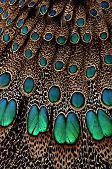 Malay Peacock Pheasant Wing & Tail Feather Design Malay Peacock Pheasant Wing & Tail Feather Design