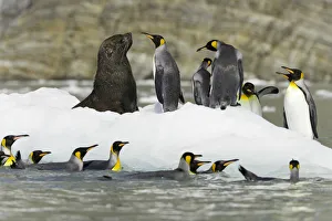Male Antarctic fur seal and king penguins on ice floe Male Antarctic fur seal and king penguins on ice floe