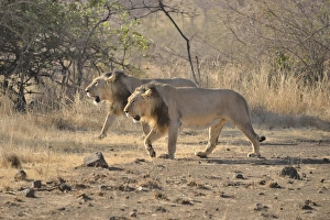 Two male Asiatic Lions -Panthera leo persica-, Gir Interpretation Zone, Gir Forest National Park, Gir Sanctuary Two male Asiatic Lions -Panthera leo persica-, Gir Interpretation Zone, Gir Forest National Park, Gir Sanctuary