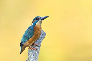 Male Common kingfisher (Alcedo atthis) sitting on a branch, North Hesse, Hesse, Germany Male Common kingfisher (Alcedo atthis) sitting on a branch, North Hesse, Hesse, Germany