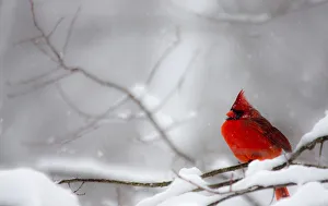 Male Northern Cardinal on tree branch in snow Male Northern Cardinal on tree branch in snow