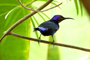 Male splendid sunbird (Cinnyris coccinigastrus), the Gambia Male splendid sunbird (Cinnyris coccinigastrus), the Gambia