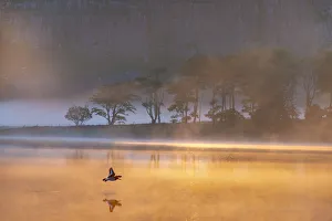 Malham Tarn sunrise with an Oystercatcher. Yorkshire Dales. UK Malham Tarn sunrise with an Oystercatcher. Yorkshire Dales. UK