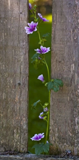Mallow Zebrina -Malva sylvestris Zebrina'- growing next to picket fence, Quebec Province, Canada Mallow Zebrina -Malva sylvestris Zebrina'- growing next to picket fence, Quebec Province, Canada