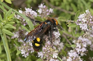 Mammoth wasp -Megascolia maculata flavifrons- searching for nectar on a thyme bush Mammoth wasp -Megascolia maculata flavifrons- searching for nectar on a thyme bush