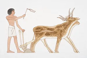 Man in loincloth ploughing with harnessed oxen, side view Man in loincloth ploughing with harnessed oxen, side view