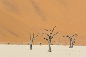 One man walking in the Deadvlei salt pan with a giant dune in the backdrop One man walking in the Deadvlei salt pan with a giant dune in the backdrop