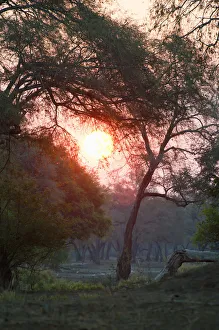 Mana Pools sunset seen through Faidherbia albida woodlands on old river terraces Mana Pools sunset seen through Faidherbia albida woodlands on old river terraces