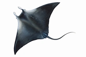 Manta Ray (Manta birostris), black back, elevated view Manta Ray (Manta birostris), black back, elevated view