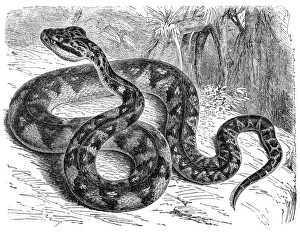 Mapepire zanana (Lachesis muta)