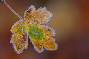 Maple -Acer sp.- leaf with hoarfrost, Afghanistan Maple -Acer sp.- leaf with hoarfrost, Afghanistan