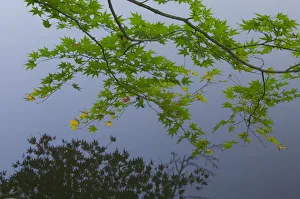 Maple bough hanging over lake, near Ryoanji Garden, Kyoto, Honshu, Japan Maple bough hanging over lake, near Ryoanji Garden, Kyoto, Honshu, Japan