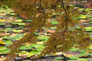 Maple bough with lily pad-covered lake in background, near Ryoanji Garden, Kyoto, Honshu Maple bough with lily pad-covered lake in background, near Ryoanji Garden, Kyoto, Honshu