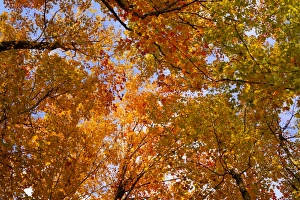 Maple trees -Acer- with bright autumn coloured leaves, Sutton, Eastern Townships, Quebec Province, Canada Maple trees -Acer- with bright autumn coloured leaves, Sutton, Eastern Townships, Quebec Province, Canada