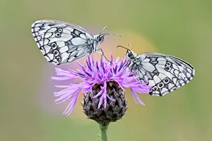 Two Marbled White Butterflies -Melanargia galathea- on Brownray Knapweed -Centaurea jacea-, North Hesse, Hesse, Germany Two Marbled White Butterflies -Melanargia galathea- on Brownray Knapweed -Centaurea jacea-, North Hesse, Hesse, Germany