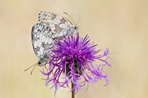 Marbled White Butterfly -melanargia galathea- pair mating on Brown Knapweed -Centaurea jacea-, North Hesse, Hesse Marbled White Butterfly -melanargia galathea- pair mating on Brown Knapweed -Centaurea jacea-, North Hesse, Hesse