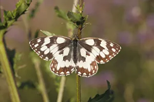 Marbled White -Melanargia galathea- basking on a thistle stalk, Altenseelbach Marbled White -Melanargia galathea- basking on a thistle stalk, Altenseelbach