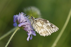 Marbled White -Melanargia galathea- butterfly, male, Franconian Switzerland, Bavaria, Germany, Europe Marbled White -Melanargia galathea- butterfly, male, Franconian Switzerland, Bavaria, Germany, Europe