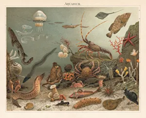 Marine aquarium in the Zoological Station Naples, litograph, published 1897 Marine aquarium in the Zoological Station Naples, litograph, published 1897