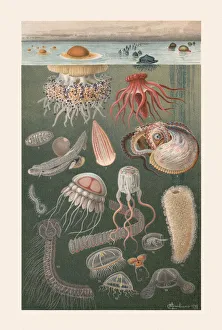 Marine fauna, chromolithograph, published in 1899 Marine fauna, chromolithograph, published in 1899