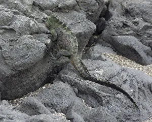 Marine Iguana -Amblyrhynchus cristatus- climbing over lava rocks, Fernandina Island, Galapagos Islands, Ecuador Marine Iguana -Amblyrhynchus cristatus- climbing over lava rocks, Fernandina Island, Galapagos Islands, Ecuador