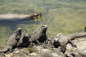 Marine Iguana relaxing, Galapagos Islands Marine Iguana relaxing, Galapagos Islands