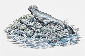 Two marine iguanas, on a rock and in the water Two marine iguanas, on a rock and in the water