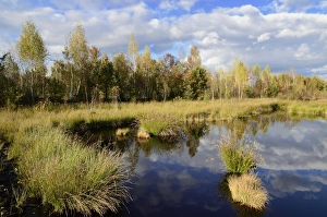 Marshland pond overgrown with club-rush in autumn, Stammbeckenmoor Rosenheim bog near Raubling, Bavaria, Germany Marshland pond overgrown with club-rush in autumn, Stammbeckenmoor Rosenheim bog near Raubling, Bavaria, Germany