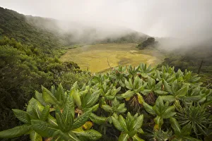 Marshy crater in the fog on top of Gahinga volcano on the border with Rwanda Marshy crater in the fog on top of Gahinga volcano on the border with Rwanda